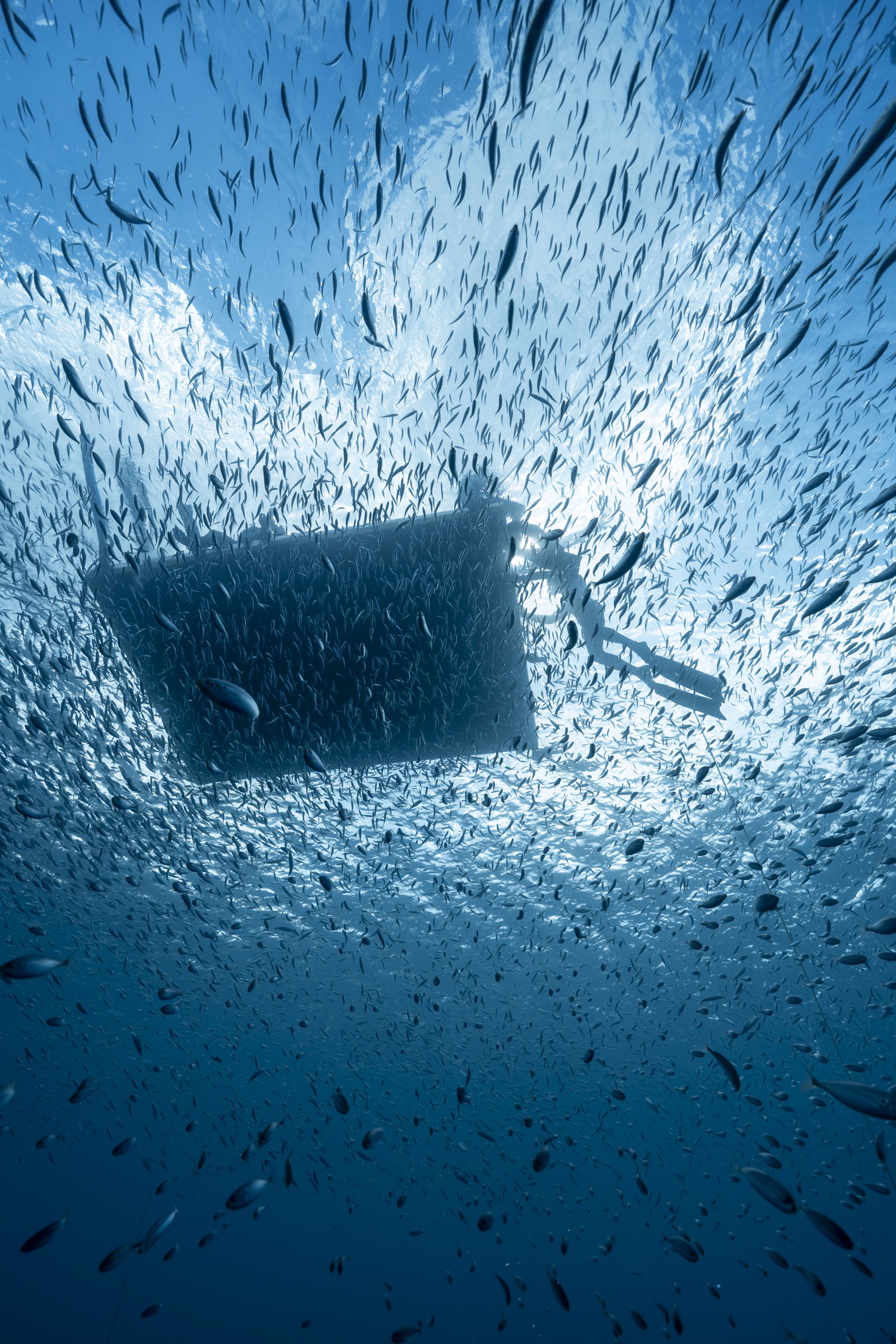 Underwater view of the dive boat silhouetted against a baitball of fish