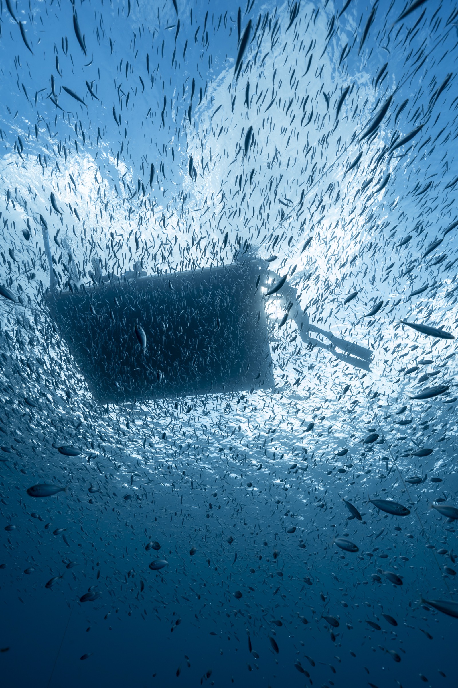 Freediver silhouetted near a baitball of fish in clear Atlantic water